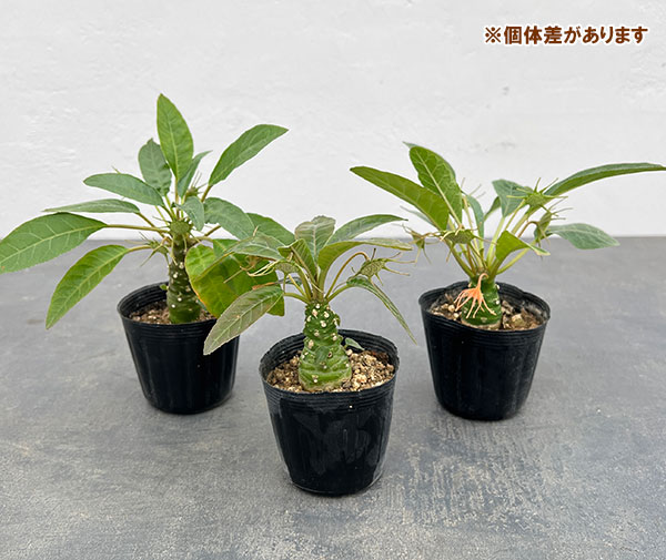 観葉植物 ドルステニア フォエチタ 2.5号ポット*の詳細画像5