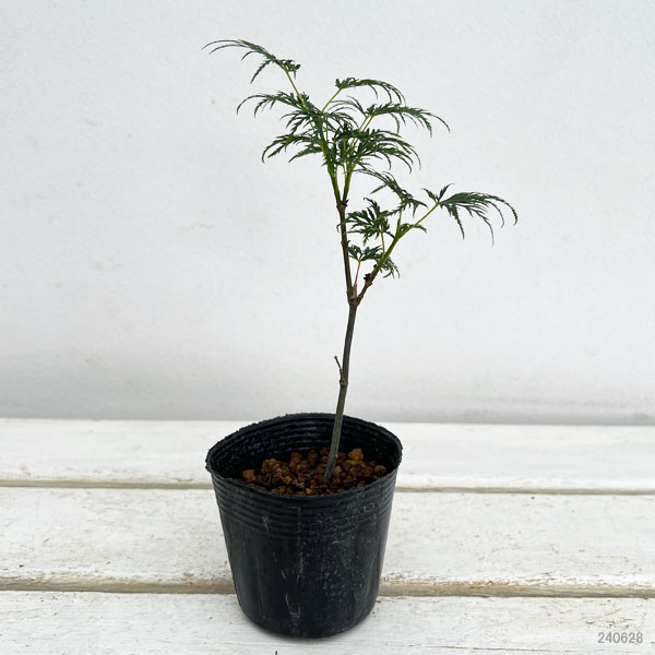 山野草の苗 モミジ(カエデ) エメラルドレース...の詳細画像1