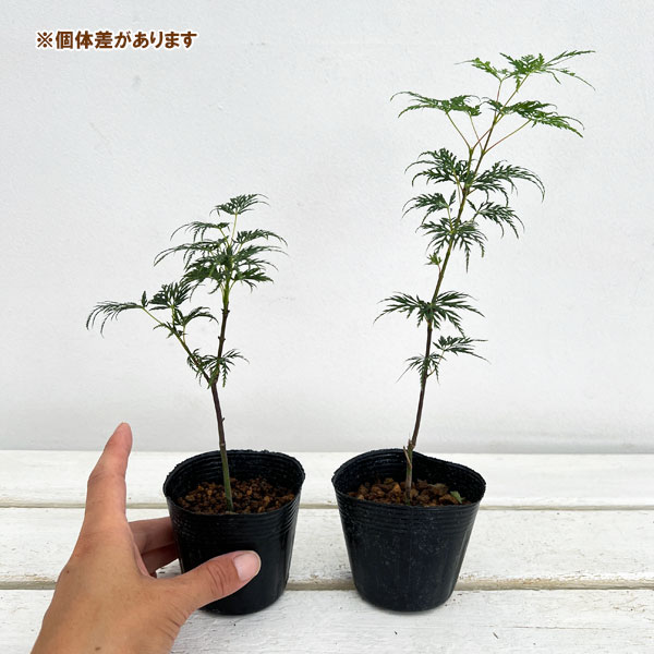 山野草の苗 モミジ(カエデ) エメラルドレース...の詳細画像4