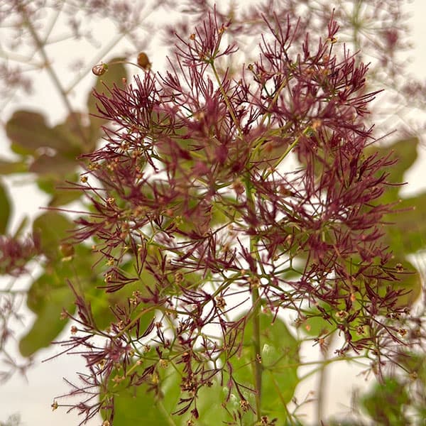 スモークツリー ロイヤルパープル（落葉樹の植木、庭木）｜苗木、植木