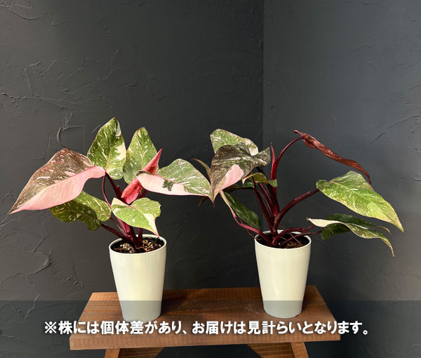 観葉植物 フィロデンドロン マーブルピンクプリ...の詳細画像1