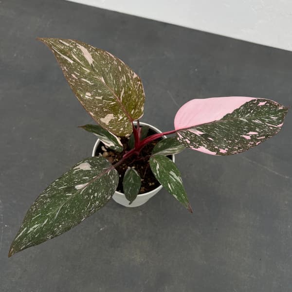 観葉植物 フィロデンドロン マーブルピンクプリ...の詳細画像2