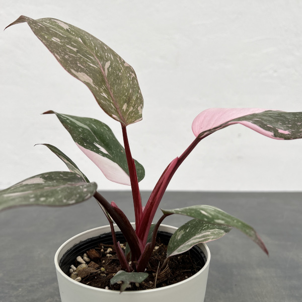 観葉植物 フィロデンドロン マーブルピンクプリ...の詳細画像3