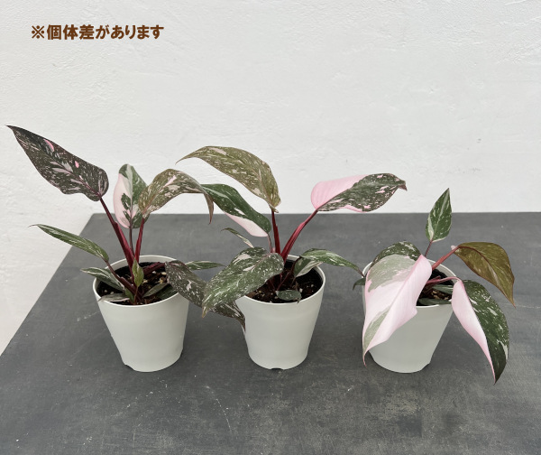 観葉植物 フィロデンドロン マーブルピンクプリ...の詳細画像5