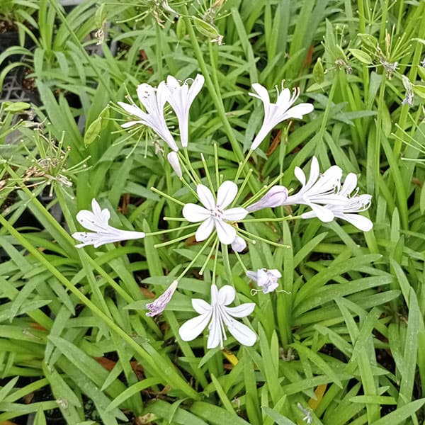 草花の苗 アガパンサス クリスタルブルー3.5...の詳細画像2