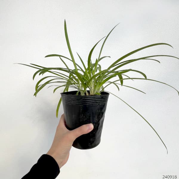草花の苗 アガパンサス クリスタルブルー3.5...の詳細画像4