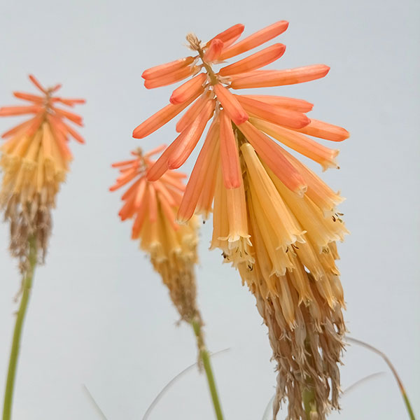 1値段は３ページ目から記載中トリトマ 苗 トーチリリー掘り起こし苗 確認用 3ページ目から記載中トリトマ 苗 トーチリリー掘り起こし苗 確認用