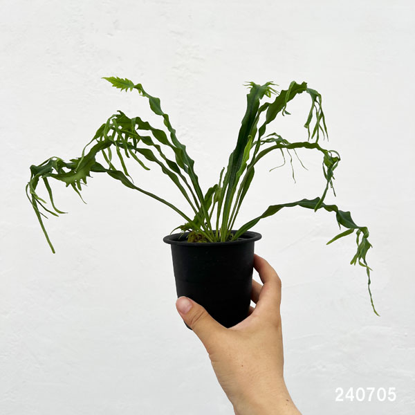 山野草の苗 シダ ノキシノブ さざ波雲龍 3号ポット |  | 08