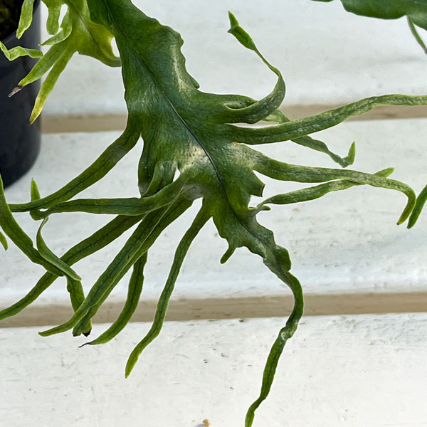 山野草の苗 シダ ノキシノブ さざ波雲龍 3号ポット |  | 03