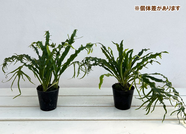 山野草の苗 シダ ノキシノブ さざ波雲龍 3号ポット |  | 05