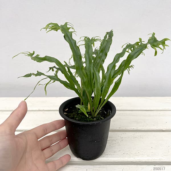 山野草の苗 シダ ノキシノブ さざ波雲龍 3号ポット |  | 06