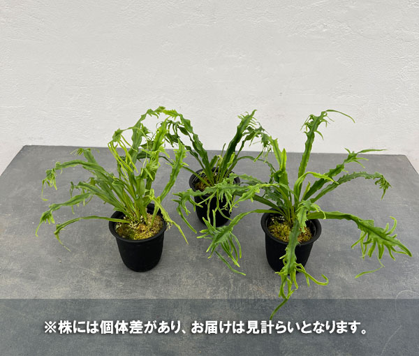 山野草の苗 シダ ノキシノブ さざ波雲龍 3号ポット |  | 10