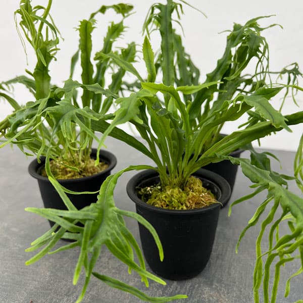 山野草の苗 シダ ノキシノブ さざ波雲龍 3号ポット |  | 01