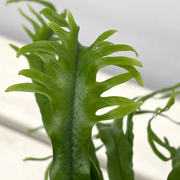 山野草の苗 シダ ノキシノブ さざ波雲龍 3号ポット |  | 07