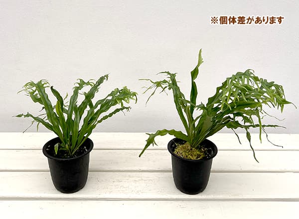 山野草の苗 シダ ノキシノブ さざ波雲龍 3号ポット |  | 11