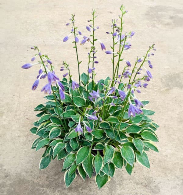 ギボウシ ホスタ（花の苗）｜苗 | 花、ガーデニング の商品一覧 通販