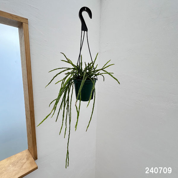 観葉植物 リプサリス パラドクサ 4.5号吊り鉢の詳細画像5