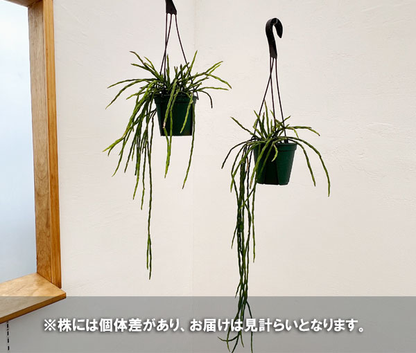 観葉植物 リプサリス パラドクサ 4.5号吊り鉢の詳細画像2