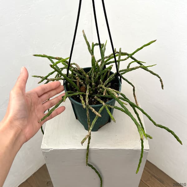 観葉植物 リプサリス パラドクサ 4.5号吊り鉢の詳細画像1