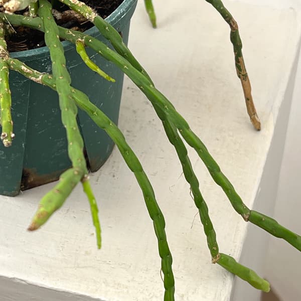 観葉植物 リプサリス パラドクサ 4.5号吊り鉢の詳細画像3
