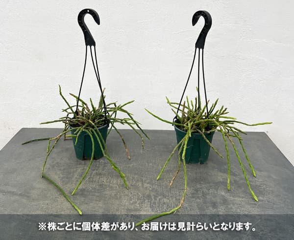 観葉植物 リプサリス パラドクサ 4.5号吊り鉢の詳細画像4