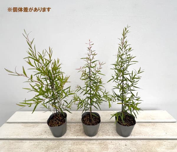 レモンティーツリーのおすすめ人気商品一覧 通販 - Yahoo!ショッピング