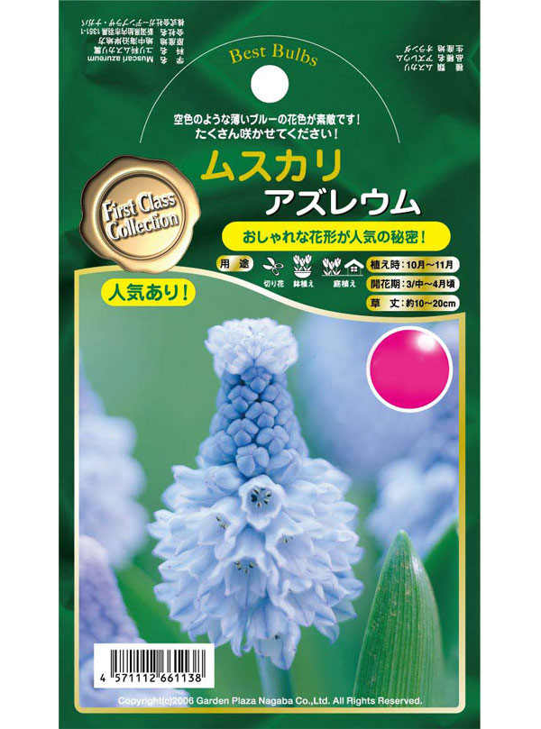 球根 26年9月中下旬予約 ムスカリ アズレウ...の詳細画像2