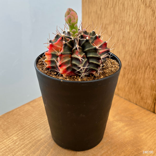 観葉植物 サボテン ギムノカリキウム 緋牡丹錦（ヒボタンニシキ）3号