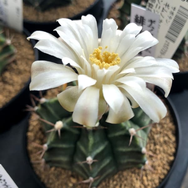 観葉植物 サボテン ギムノカリキウム 緋牡丹錦（ヒボタンニシキ）3号