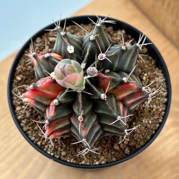 観葉植物 サボテン ギムノカリキウム 緋牡丹錦（ヒボタンニシキ）3号