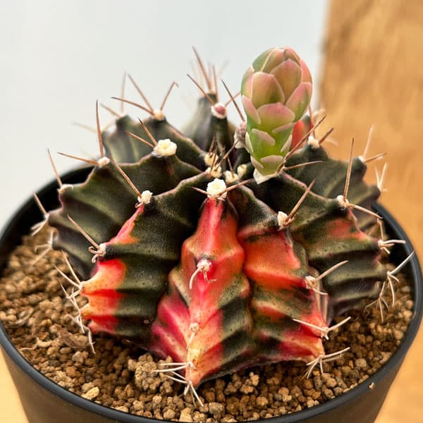 観葉植物 サボテン ギムノカリキウム 緋牡丹錦（ヒボタンニシキ）3号