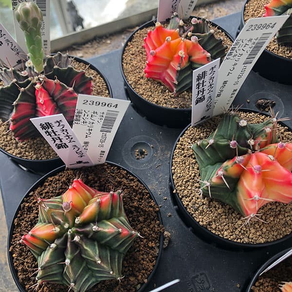 観葉植物 サボテン ギムノカリキウム 緋牡丹錦（ヒボタンニシキ）3号