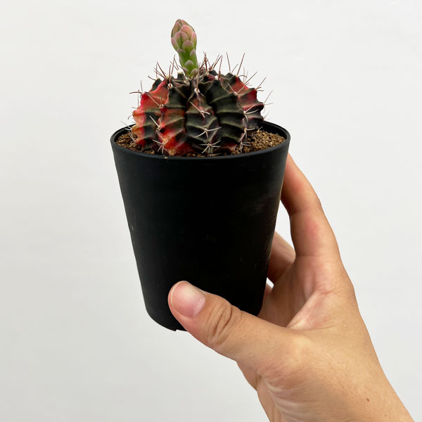 観葉植物 サボテン ギムノカリキウム 緋牡丹錦（ヒボタンニシキ）3号