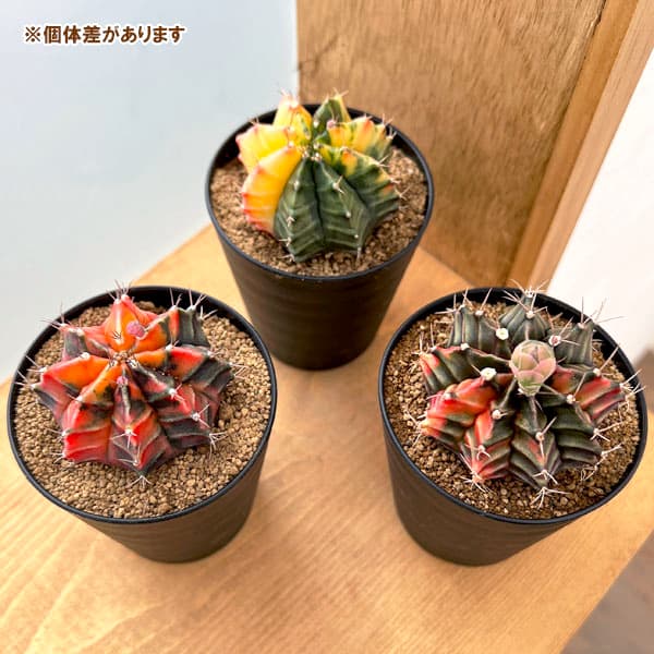 サボテン 緋牡丹 ピンクのおすすめ人気商品一覧 通販 - Yahoo!ショッピング
