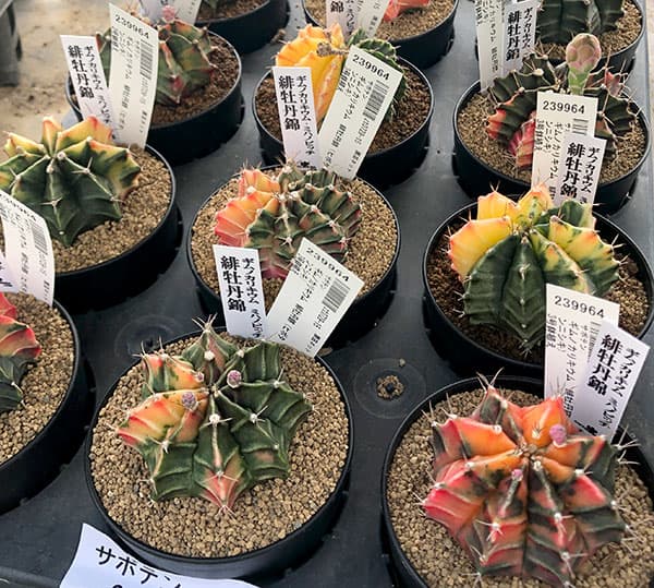 観葉植物 サボテン ギムノカリキウム 緋牡丹錦（ヒボタンニシキ）3号