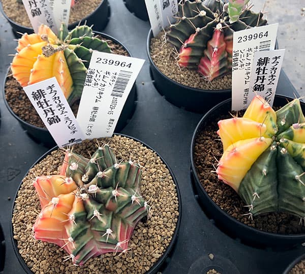 観葉植物 サボテン ギムノカリキウム 緋牡丹錦（ヒボタンニシキ）3号