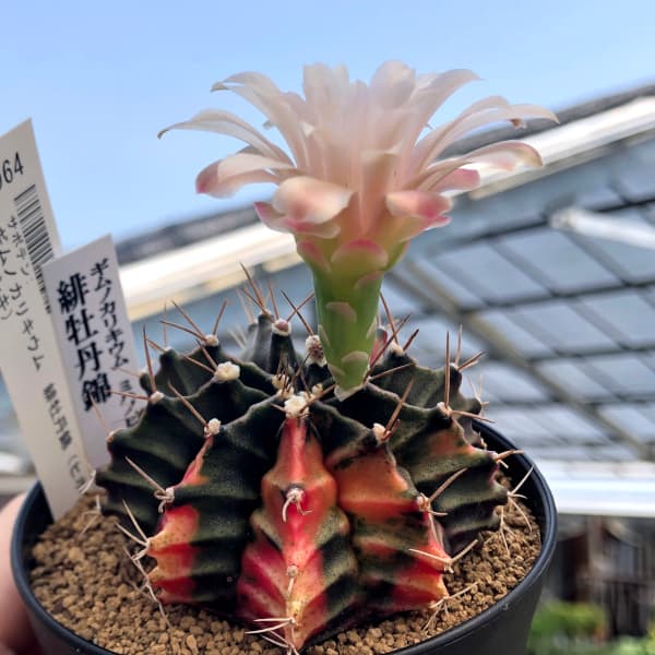 観葉植物 サボテン ギムノカリキウム 緋牡丹錦（ヒボタンニシキ）3号