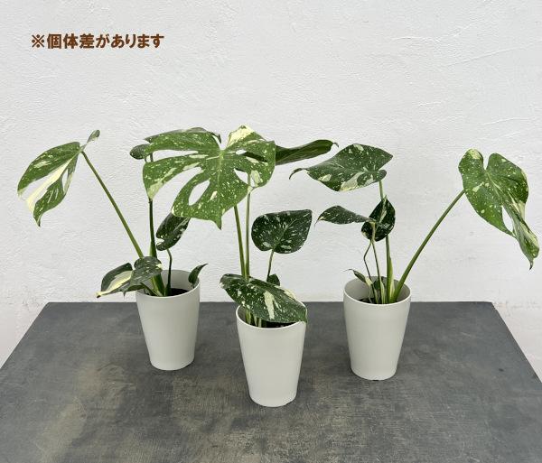 観葉植物 モンステラ タイコンステレーション（散斑）4号鉢入り : 園芸