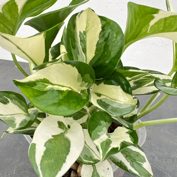 観葉植物 ポトス ポトスエンジョイ 3.5号（ネガミエル植え） : 園芸