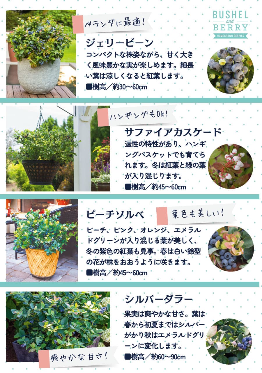 果樹の苗 ブルーベリー ブッシェルアンドベリー...の詳細画像2