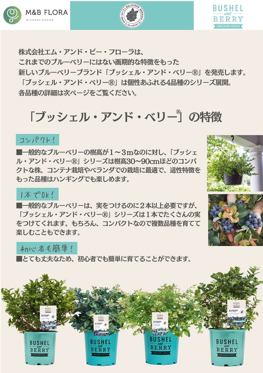果樹の苗 ブルーベリー ブッシェルアンドベリー...の詳細画像1