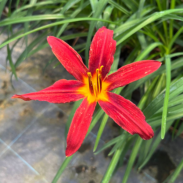 ヘメロカリス（花の苗）｜苗 | 花、ガーデニング のおすすめ人気商品