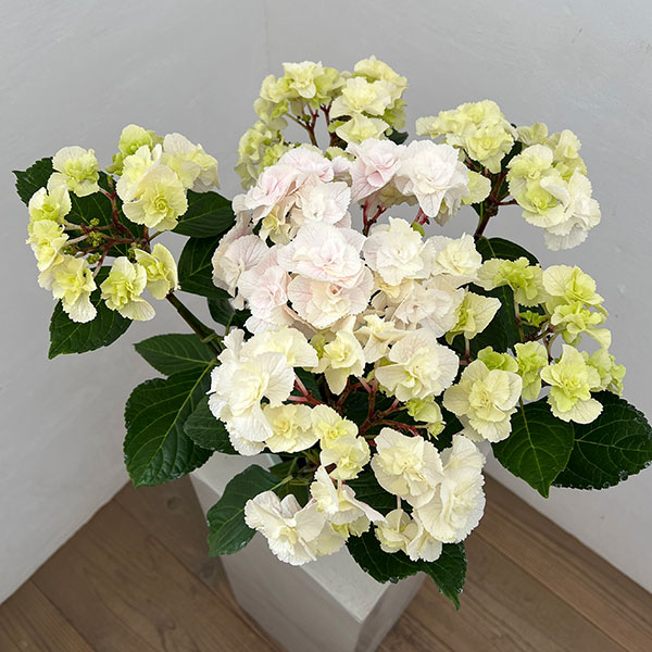 (わけあり特価)アジサイ モンテ(ピンク)5号鉢植えの詳細画像4