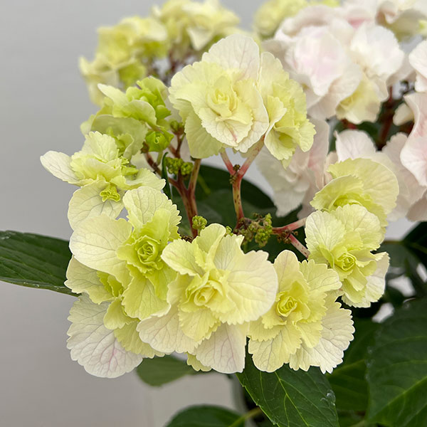 (わけあり特価)アジサイ モンテ(ピンク)5号鉢植えの詳細画像5
