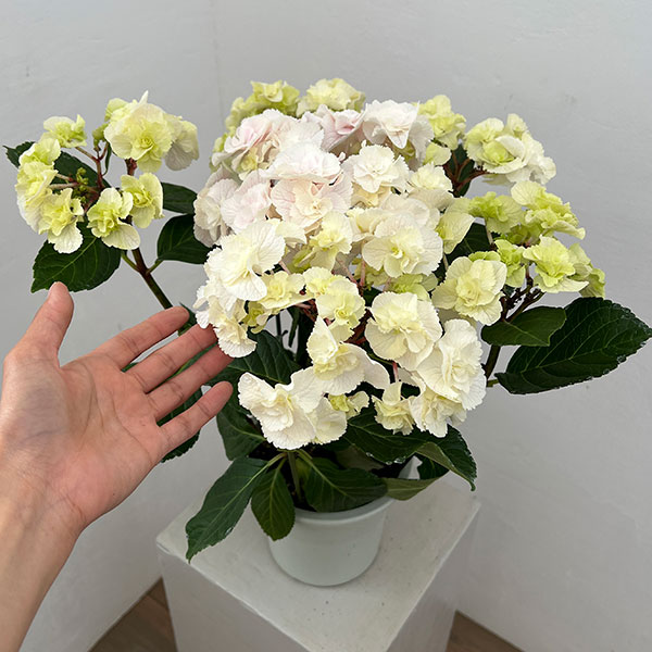 (わけあり特価)アジサイ モンテ(ピンク)5号鉢植えの詳細画像2