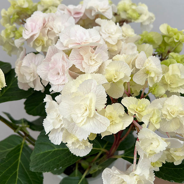 (わけあり特価)アジサイ モンテ(ピンク)5号鉢植えの詳細画像1