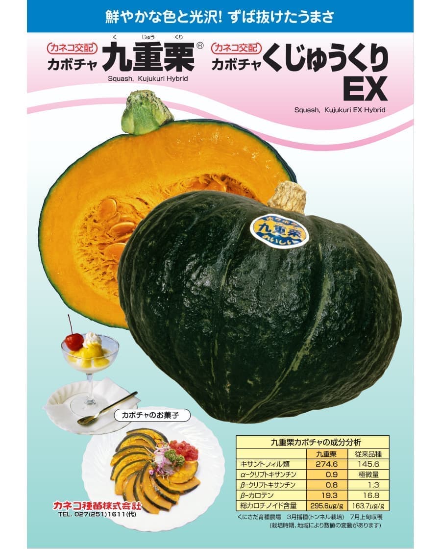 (業務用・受注生産品)カボチャ 九重栗 1000粒 野菜タネ *（R） 送料無料_2