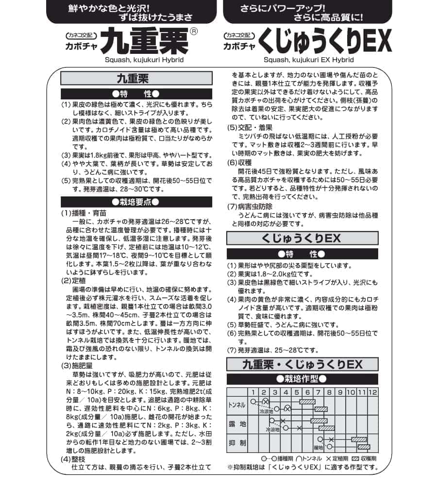 (業務用・受注生産品)カボチャ 九重栗 1000粒 野菜タネ *（R） 送料無料_3