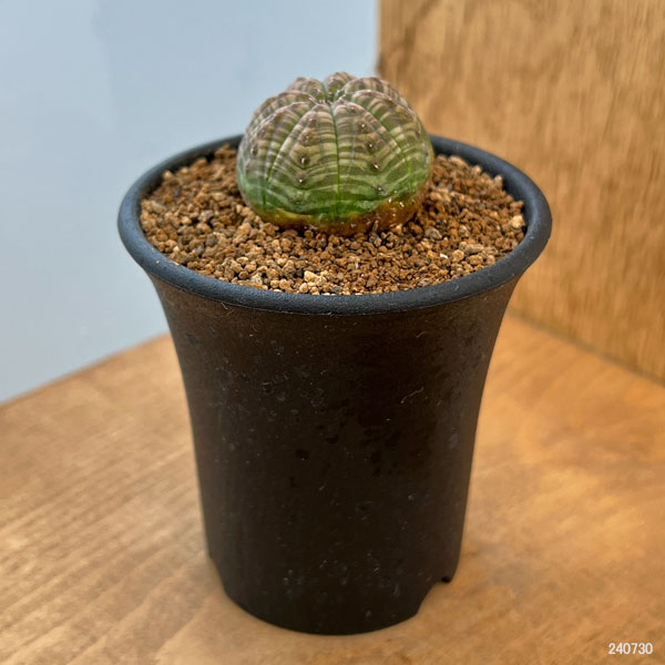 観葉植物 ユーフォルビア オベサ 2.5号鉢植え : 園芸ネット - 通販