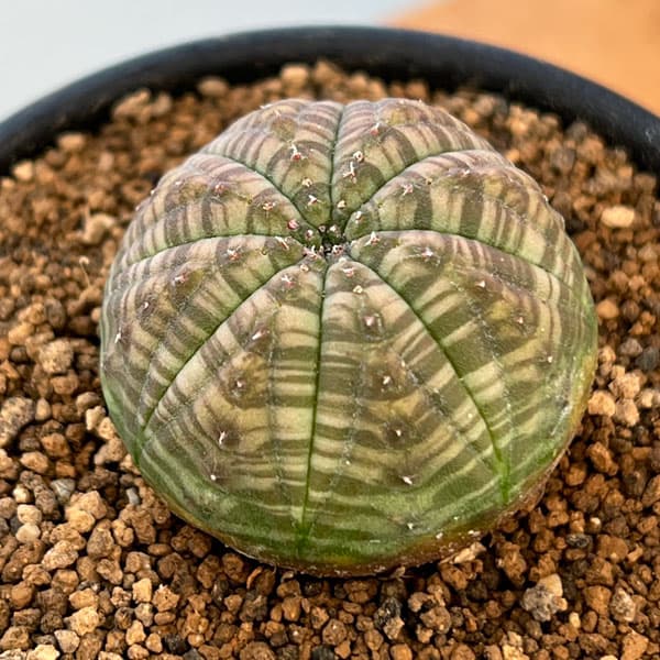 ユーフォルビア　オベサ　他セット セット販売【オベサ＋鉢】セキグチタカヒト氏“Opot” Euphorbia